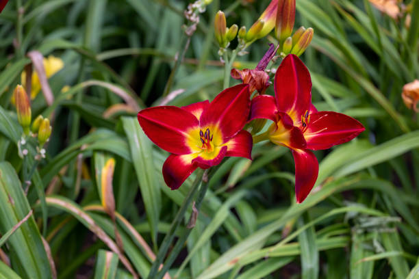 istock Beautifully, blooming lilies 1416021185