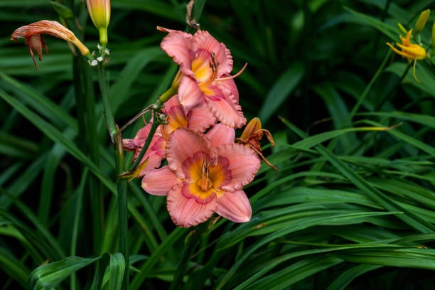 istock Beautifully, blooming lilies 1416021187