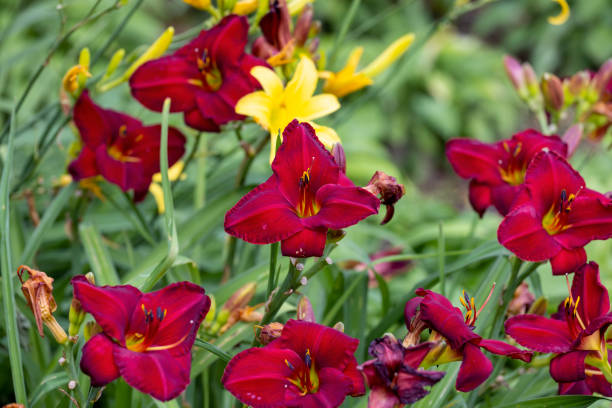 istock Beautifully, blooming lilies 1416021190