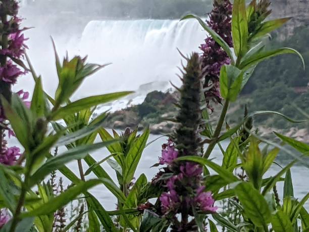 Niagara Falls through the Wild Flowers stock photo