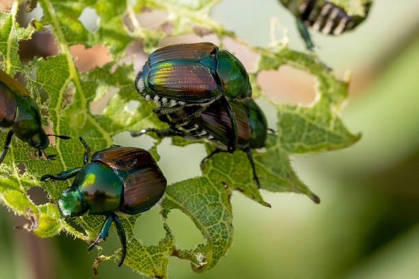 The Japanese beetle (Popillia japonica) The Japanese beetle (Popillia japonica) is a species of scarab beetle feeding grapes stock pictures, royalty-free photos & images