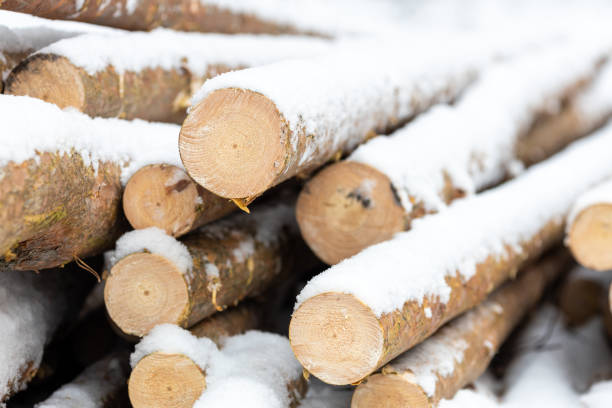 istock ends of cut down pine trees on the snow 1416023887