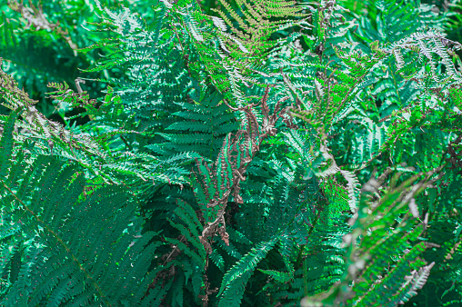 Polystichum setiferum, or soft protective fern with stems studded with small green leaves
