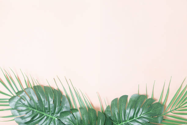 istock Pink background with palm leaves and monstera 1416025124