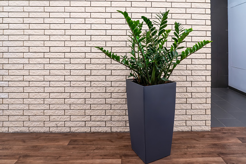 Empty hallway with minimal interior, green natural houseplant in flower pot standing on floor against brick wall with copy space. Zamiokulkas houseplant with bright green leaves against brick wall. Decoration of home interior. Zamioculcas zamiifolia
