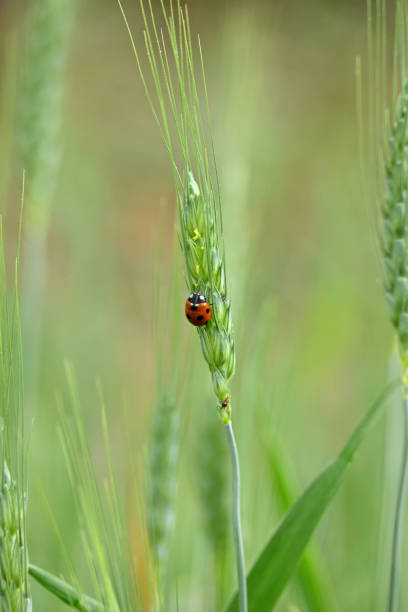 赤い黒い小さなバグの昆虫ホールドをクローズアップし、農場のソフトフォーカス天然緑色の背景にある小麦ステッチ植物に座っています。 - ladybug wheat nature insect ストックフォトと画像