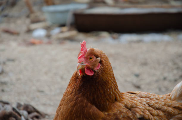 Chicken or hen on a green meadow. Selective sharpness. Several chickens out of focus in the background