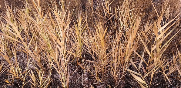 dry yellow grass, wide background