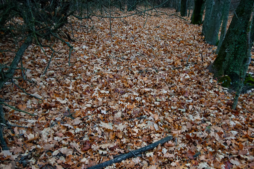 the road in the autumn forest is strewn with fallen leaves