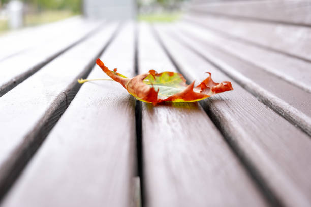 Maple leaf on a bench in a city park in the fall. High quality photo