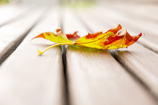 A single yellow maple tree leaf lays on the wood slats of a bench in a park during Autumn, symbolizing change and moving on.