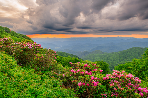 The Great Craggy Mountains along the Blue Ridge Parkway in North Carolina, USA with Catawba Rhododendron during a spring season sunset.