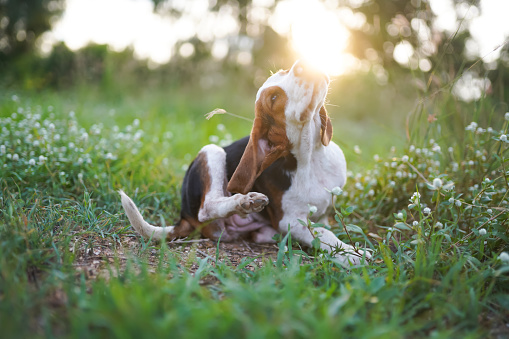 An adorable beagle dog scratching body outdoor on the grass field.