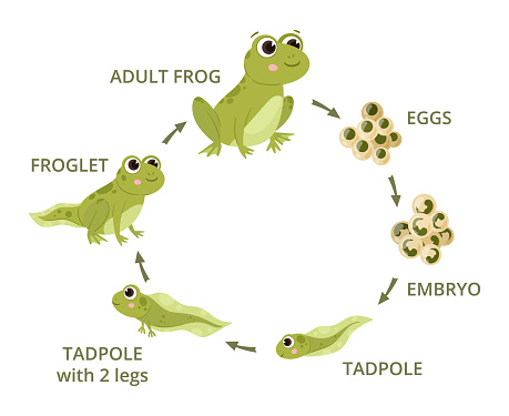 Cartoon frog life cycle, eggs, tadpole, froglet, amphibian evolution. Green frogs, water animals development in natural habitat flat vector illustrations set. Frogs metamorphosis scheme
