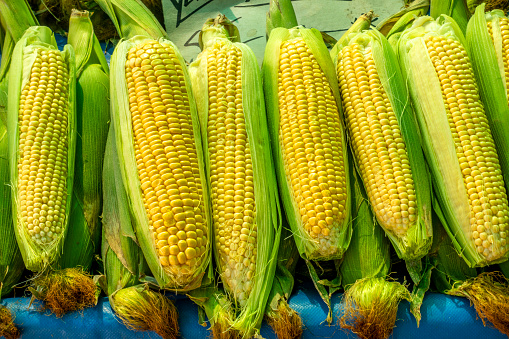Organic Sweet Corn in farmer's market