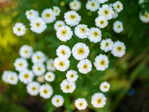 Royal Botanical Gardens Lands Pictures | Download Free Images on Unsplash