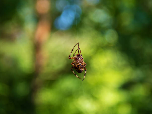 araignée de jardin européenne, araignée diadème, orangie, araignée croisée et tisserand d’orbe couronné. araneus diadematus - cross spider photos et images de collection