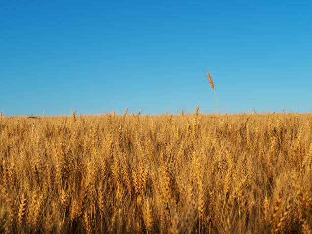 istock Wheat field against the blue sky. Food crisis. Design element 1416031936