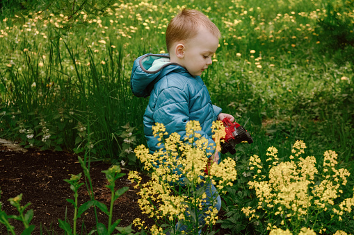Little boy walking through yellow spring flower field. Toddler boy walking in countryside.