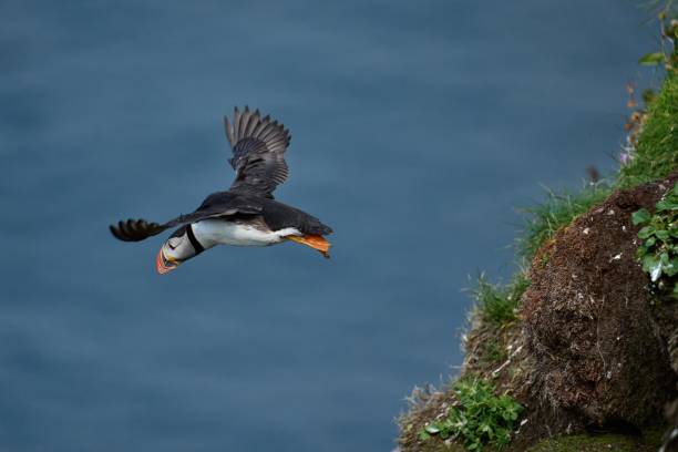 istock Puffin in flight with wings spread after jumping off the cliff 1416034602