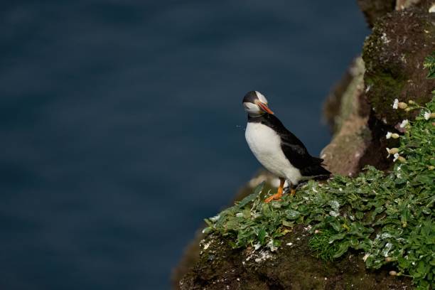 istock Puffin shakes drops of water from its beak 1416034698