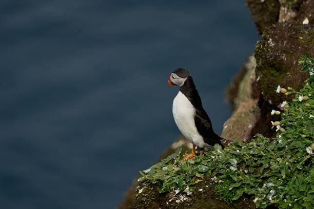 istock Puffin stands upright on the cliff 1416035530