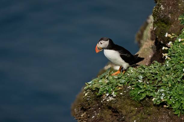 istock smiling puffin looks at the sea 1416035608