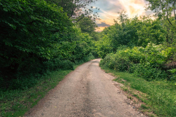istock Gravel road in the forest 1416035689