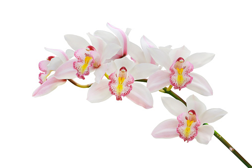 Blooming Pink Cymbidium Orchid Flowers Isolated on White Background with Clipping Path