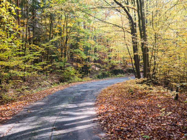 istock Country asphalt road winding at colorful autumn deciduous beech tree and spruce tree forest ground covered with fallen leaves, sunny day 1416038286