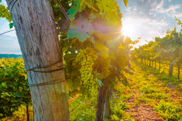 Sunny vineyard in Vipava valley. stock photo