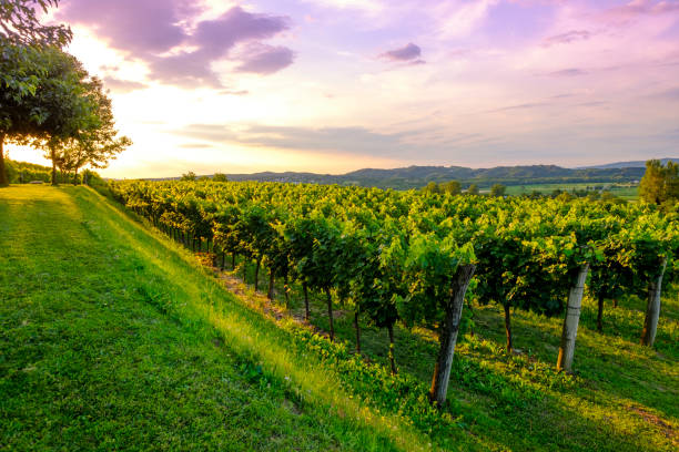 istock Beautiful sunset at the vineyards 1416038867
