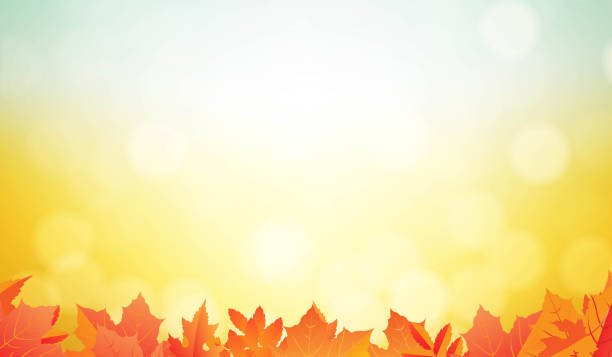 illustrations, cliparts, dessins animés et icônes de bordure d’automne avec des feuilles d’oranger - automne