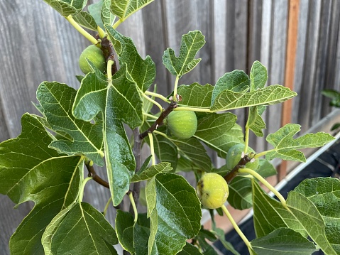 figs are ripe