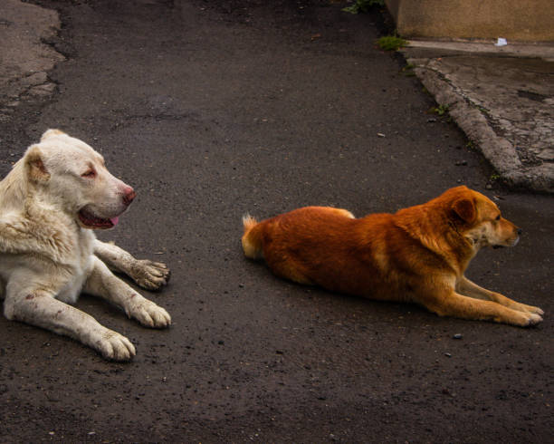 istock Street dogs 1416043118