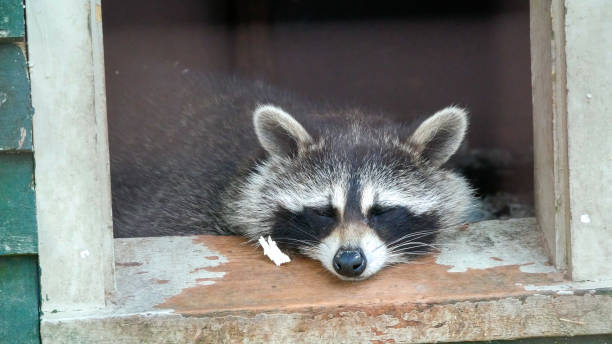 istock Raccoon peacefully taking a nap 1416043584