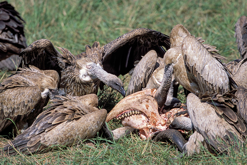 The White-backed Vulture (Gyps africanus) is an Old World vulture in the family Accipitridae. Sometimes it is called African White-backed Vulture to distinguish it from the Oriental White-backed Vulture. Masai Mara National Reserve, Kenya. Flying in and on carrion. Eating and arriving on a carcass.