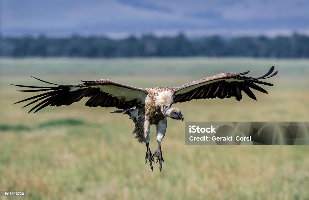 The White-backed Vulture (Gyps africanus) is an Old World vulture in the family Accipitridae. Sometimes it is called African White-backed Vulture to distinguish it from the Oriental White-backed Vulture. Masai Mara National Reserve, Kenya. Flying. White Backed Vulture Stock Photo