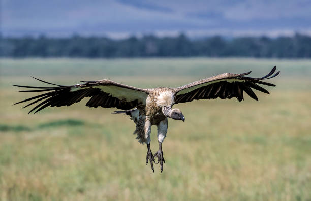 The White-backed Vulture (Gyps africanus) is an Old World vulture in the family Accipitridae. Sometimes it is called African White-backed Vulture to distinguish it from the Oriental White-backed Vulture. Masai Mara National Reserve, Kenya. Flying. stock photo