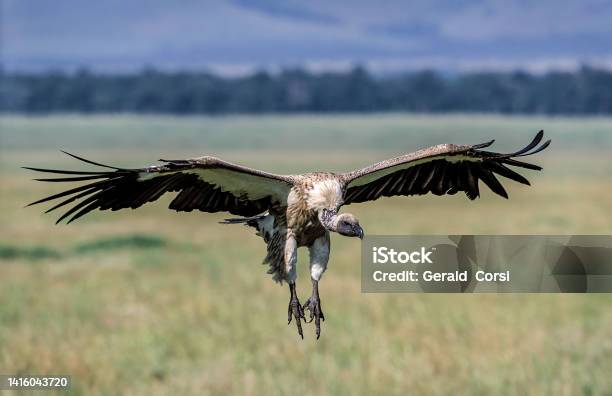 The Whitebacked Vulture Is An Old World Vulture In The Family Accipitridae Sometimes It Is Called African Whitebacked Vulture To Distinguish It From The Oriental Whitebacked Vulture Masai Mara National Reserve Kenya Flying Stock Photo - Download Image Now