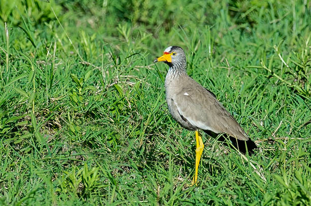 istock The African Wattled Lapwing, wattled lalpwing or Senegal Wattled Plover (Vanellus senegallus) is a large lapwing, a group of largish waders in the family Charadriidae. Masai Mara National Reserve, Kenya. 1416043721