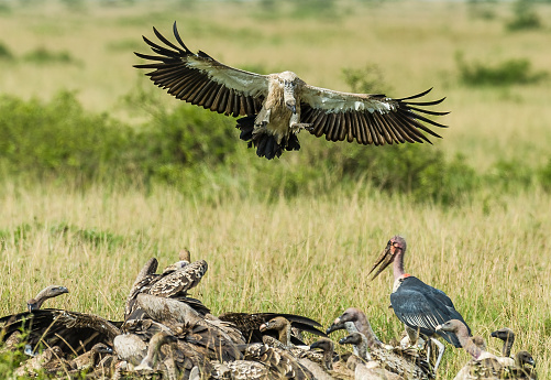 The White-backed Vulture (Gyps africanus) is an Old World vulture in the family Accipitridae. Sometimes it is called African White-backed Vulture to distinguish it from the Oriental White-backed Vulture. Masai Mara National Reserve, Kenya. Flying in and on carrion. Eating and arriving on a carcass.