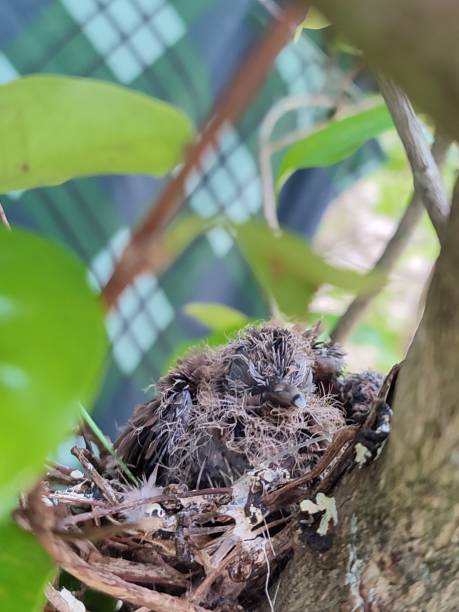 istock Babies birds in The nest 1416043879
