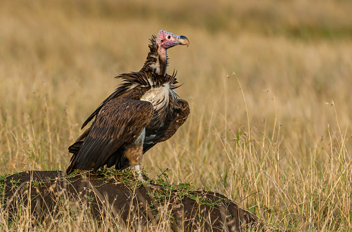The Lappet-faced Vulture or Nubian Vulture (Torgos tracheliotos) is a mostly African Old World vulture belonging to the bird order Accipitriformes, which also includes eagles, kites, buzzards and hawks. It is the only member of the genus Torgos. Masai Mara National Reserve, Kenya.