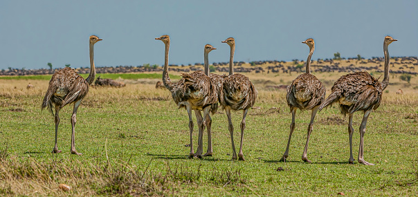 The Masai ostrich (Struthio camelus massaicus), also known as the East African ostrich is a red-necked subspecies variety of the common ostrich and is endemic to East Africa. Masai Mara National Reserve, Kenya. Young birds.