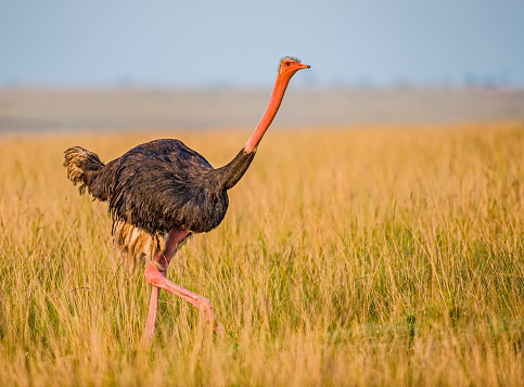 The Masai ostrich (Struthio camelus massaicus), also known as the East African ostrich is a red-necked subspecies variety of the common ostrich and is endemic to East Africa. Masai Mara National Reserve, Kenya. Male.