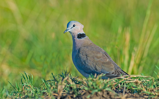 The Ring-necked Dove (Streptopelia capicola), also known as the Cape Turtle Dove and the Half-Collared Dove. Masai Mara National Reserve, Kenya.