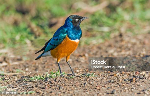 The Superb Starling Is A Member Of The Starling Family Of Birds Masai Mara National Reserve Kenya Stock Photo - Download Image Now