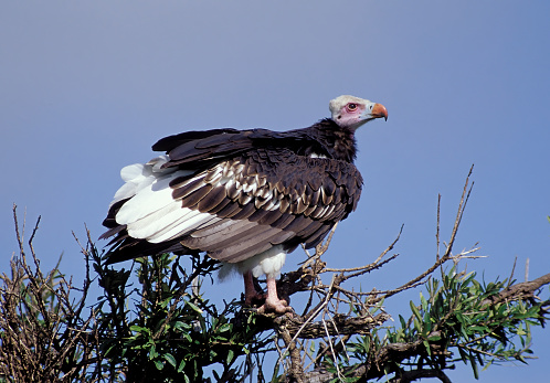 The white-headed vulture (Trigonoceps occipitalis) is an Old World vulture endemic to Africa. Masai Mara National Reserve, Kenya.