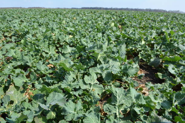 istock In the autumn field grows winter rape 1416045962